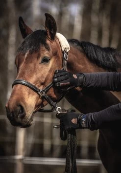 Hestra Ergo Grip Equestrian 5-finger - Black -Hestra Store 290 cd66c0f808 e1a9689 original